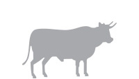 Анализатор спермы для быков